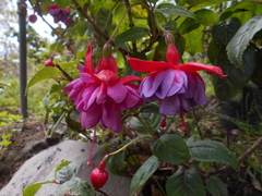 Fuchsia vulcanica
