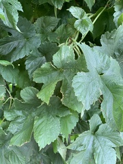 Humulus lupulus