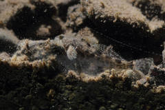 Cottus beldingii