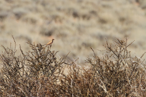 Red Lark (Calendulauda burra), photo 2