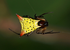 Micrathena flaveola