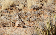 Certhilauda subcoronata