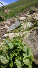 Micranthes nelsoniana aestivalis