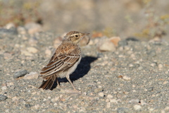 Certhilauda subcoronata