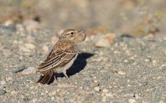 Certhilauda subcoronata