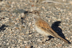 Certhilauda subcoronata