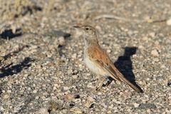 Certhilauda subcoronata