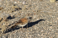 Certhilauda subcoronata