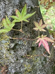 Acer palmatum