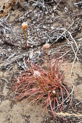 Armeria maritima californica