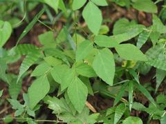 Hylodesmum podocarpum oxyphyllum