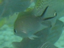 Chromis ternatensis