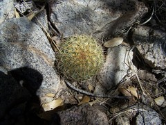 Coryphantha recurvata recurvata