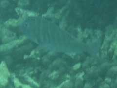 Lethrinus mahsena