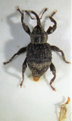 Trachodes hispidus