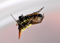 Micrathena flaveola