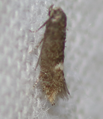 Stigmella heteromelis