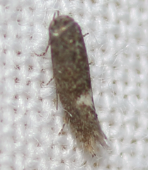 Stigmella heteromelis
