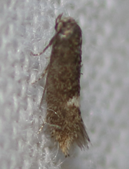 Stigmella heteromelis