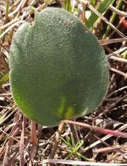Eriospermum pubescens