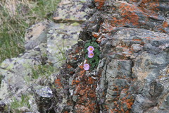 Paraquilegia microphylla