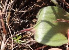 Eriospermum pubescens