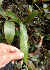 Anthurium angustilobum
