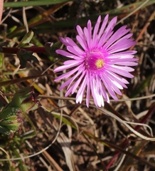Lampranthus elegans