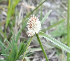 Cyperus sesquiflorus sesquiflorus