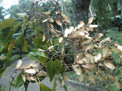 Gallesia integrifolia