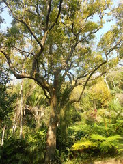 Gallesia integrifolia