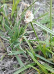 Cyperus sesquiflorus sesquiflorus