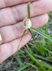 Cyperus sesquiflorus sesquiflorus