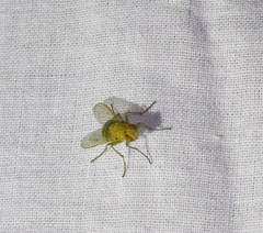 Ormia