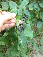 Cornus sanguinea