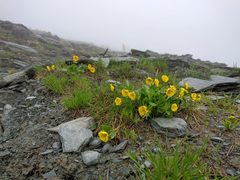 Ranunculus altaicus