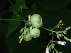 Schizomyia eupatoriflorae