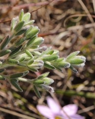 Gnidia nodiflora