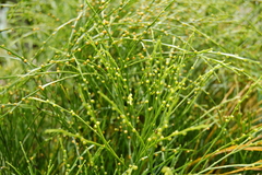 Psilotum