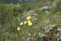 Papaver pseudocanescens