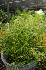 Psilotum