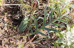 Pelargonium dipetalum