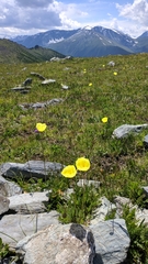 Papaver pseudocanescens
