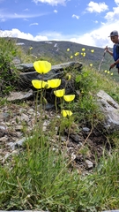 Papaver pseudocanescens