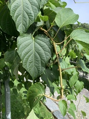 Actinidia polygama