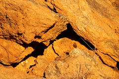 Euryptila subcinnamomea