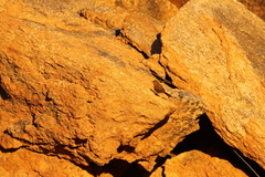 Euryptila subcinnamomea