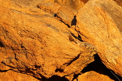 Euryptila subcinnamomea