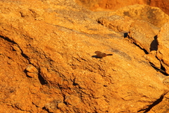 Euryptila subcinnamomea