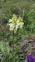 Pedicularis compacta